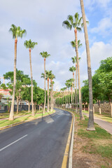 Fototapeta premium Peaceful road lined with tall palm trees on sides, stretching into the distance. Lush greenery, clear sky and tropical atmosphere in Benalmadena, Malaga, Andalusia, Spain