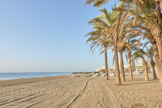 Palm trees on the wide sandy shore beach of Los Alamos in Torremolinos, Malaga, Andalusia, Spain
