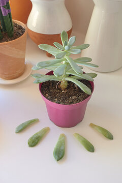 Vertical photo of succulent plant lost some leaves