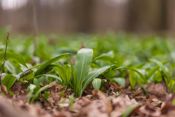 Medicinal plant Bear's garlic - Allium ursinum. Garlic has green leaves and white flowers