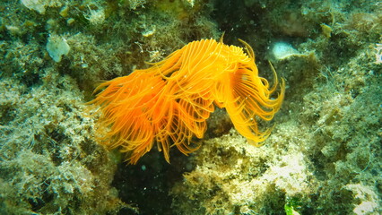 Polychaeta Smooth tubeworm or red-spotted horseshoe (Protula tubularia) undersea, Aegean Sea, Greece, Halkidiki, Pirgos beach