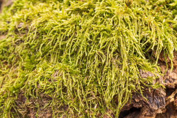 A tree stump in the forest is covered with green moss