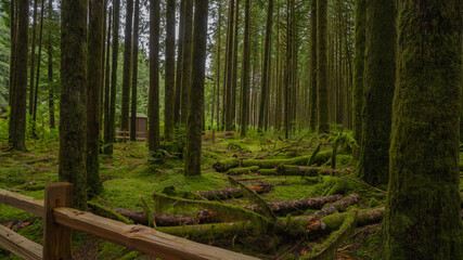 Obraz premium Brilliant green ground cover in Canadian rain forest.