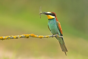 European bee-eater Merops apiaster bird songbird wildlife nature beautiful animal rain finch, animal, bird watching ornithology, flower bud fauna wildlife Europe