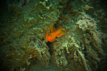 Polychaeta Smooth tubeworm or red-spotted horseshoe (Protula tubularia) undersea, Aegean Sea, Greece, Halkidiki, Pirgos beach