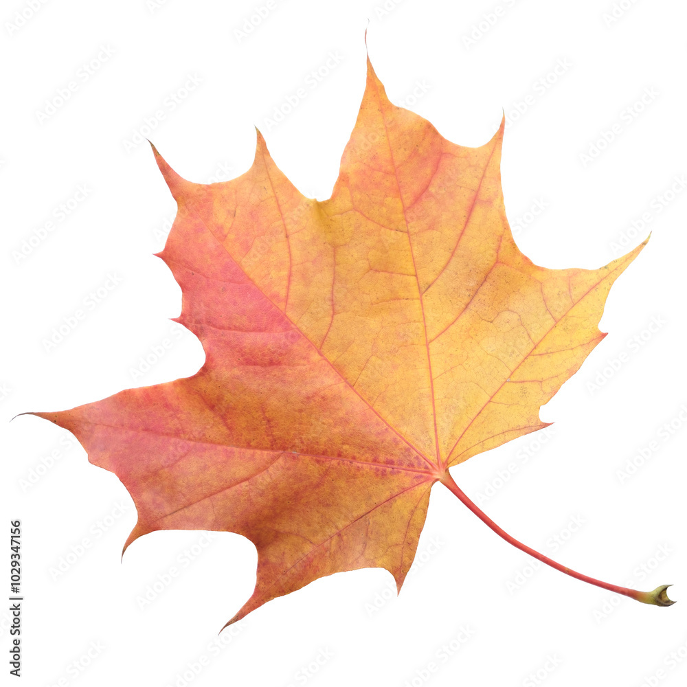 Aufkleber a leaf of a maple tree is shown in full color. the leaf is red and has a slightly brownish tint. the
