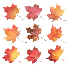 A collection of autumn leaves in various stages of decay isolated on white background. leaves are orange and yellow, and some are wilted. Concept of the passage of time and the fleeting nature of life