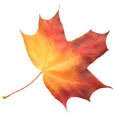 A leaf of a maple tree is shown in full color. The leaf is red and has a slightly brownish tint. The leaf is positioned on a white background, which makes the leaf stand out and appear more vibrant