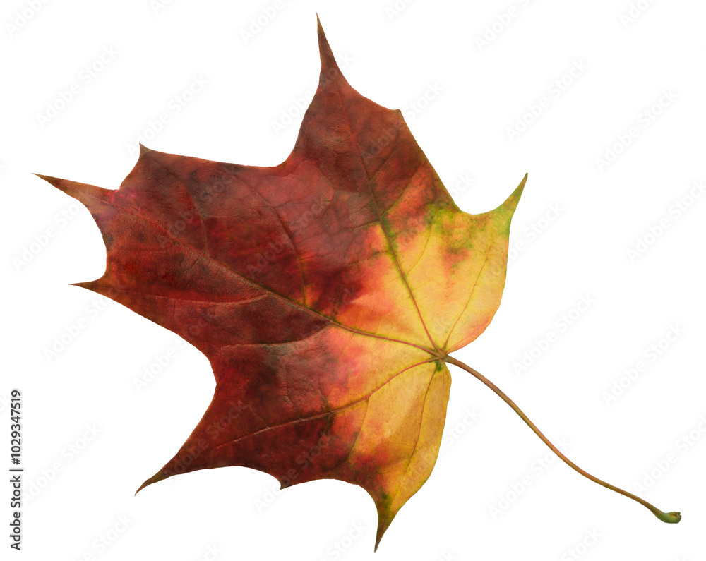 Aufkleber a leaf of a maple tree is shown in full color. the leaf is red and has a slightly brownish tint. the
