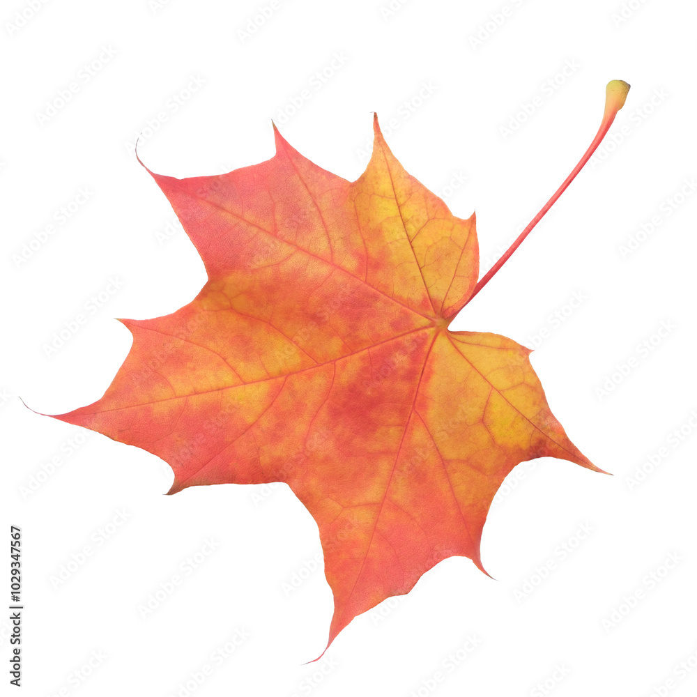 Aufkleber a leaf of a maple tree is shown in full color. the leaf is red and has a slightly brownish tint. the
