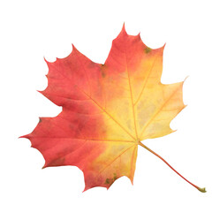A leaf of a maple tree is shown in full color. The leaf is red and has a slightly brownish tint. The leaf is positioned on a white background, which makes the leaf stand out and appear more vibrant