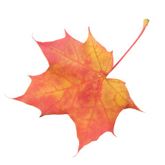 A leaf of a maple tree is shown in full color. The leaf is red and has a slightly brownish tint. The leaf is positioned on a white background, which makes the leaf stand out and appear more vibrant