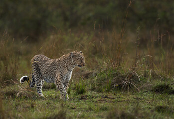 A leopard walking in the savannah grasses of Masai Mara, Kenya