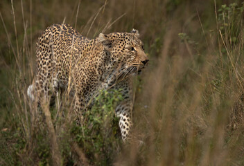 A leopard walking in the grasses of Masai Mara, Kenya