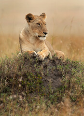 A subadult lioness on the top of a mound, Masai Mara, Kenya