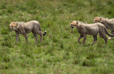 Cheetah cubs walking on green at Masai Mara, Kenya