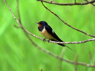 Barn swallows perched on a branch