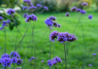 Verbena bonariensis blooms in the summer garden.