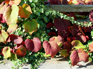 Fiery red Virginia creeper and evergreen ivy on an old wall: A fascinating interplay of colors that...