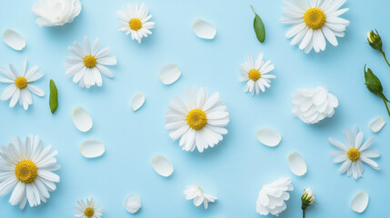 Obraz premium Delicate white daisies scattered gracefully on a vibrant blue background in springtime splendor