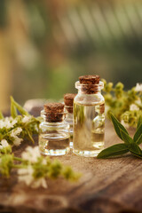 Transparent bottles of aromatherapy essential oil with fresh basil leaves and flowers on a table