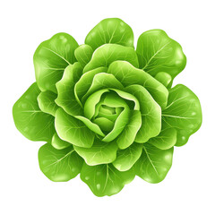 Obraz premium Fresh green lettuce with vibrant leaves, white isolate background. isolated on transparent background.