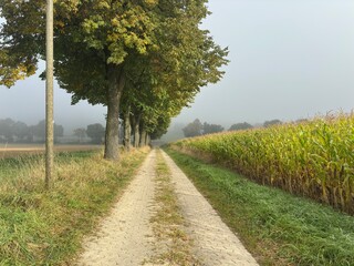 fog while walking © Patka