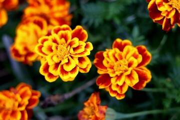 Planta con flores amarillas y anaranjadas sobre fondo desenfocado de vegetación.