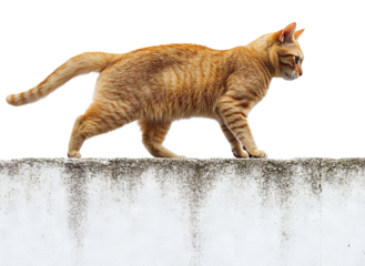 Ginger cat walking on a wall, isolated on transparent cutout background