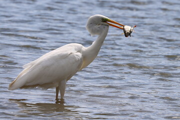Great White Egret (Ardea alba) feeding on the local fish. 