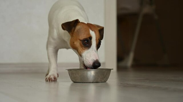 Jack Russell Terrier dog walks into the kitchen and eats dry food from a bowl. 