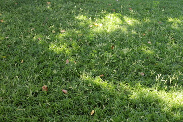 Natural background in city park. Abstract nature wallpaper.