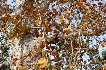 Natural background in city park. Abstract nature wallpaper.