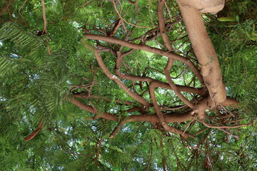 Natural background in city park. Abstract nature wallpaper.