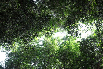 Natural background in city park. Abstract nature wallpaper.