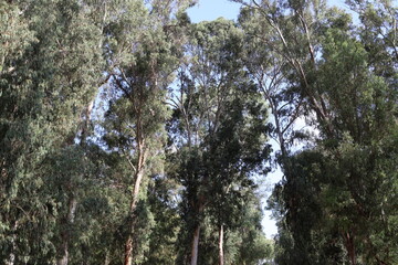 Natural background in city park. Abstract nature wallpaper.