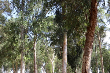 Fototapeta premium Natural background in city park. Abstract nature wallpaper.