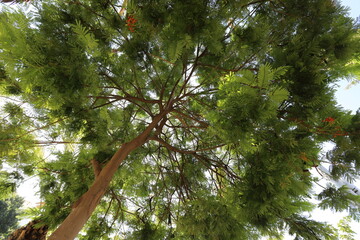 Fototapeta premium Natural background in city park. Abstract nature wallpaper.