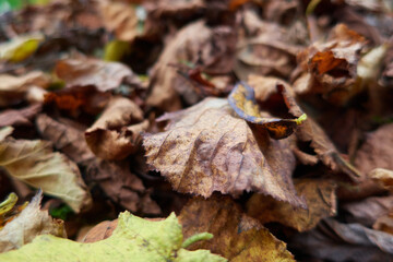 Old fallen autumn leaves, close-up, place for the inscription