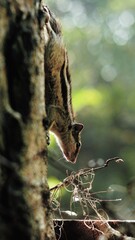 A squirrel climbing the tree