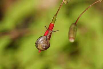 Girdled snail (Hygromia cinctella), family Hygromiidae. Crawling over Fuchsia flower bud. Autumn, October, Netherlands.