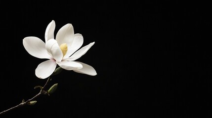   White flower on twig against black background, yellow stamen centered