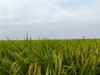The green rice is ready for harvest