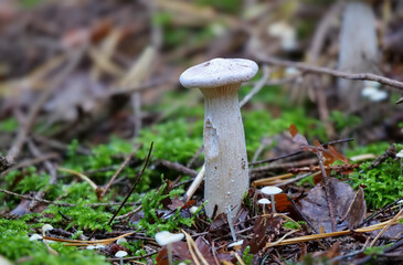  M&ouml;nchskopf (INFUNDIBULICYBE GEOTROPA)