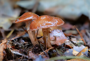 Rotbrauner Schleimschirmling (LIMACELLA DELICATA)
