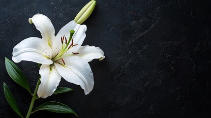   A close-up white flower against a black background with a green stem