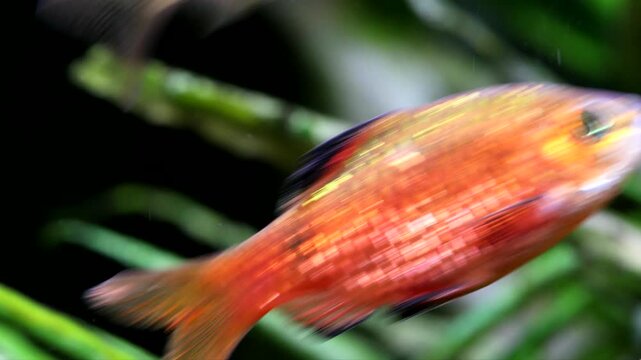 The Long Fin Rosy Barb&nbsp;Puntius conchonius macro view. Red orange fish dynamically swims in the current, background of Cryptocoryne aquatic plants.