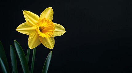 Fototapeta premium A yellow daffodil flower on green stems against a black background
