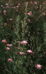 flowers in august 