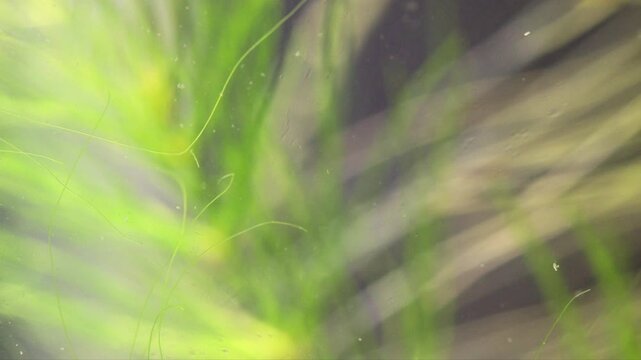 Young fish fry Danio Margaritatus swims, intermittent movements. macro view. Translucent whitebait Microrasbora Galaxy close-up, freshwater aquarium tank, green plants. Shallow depth of field.